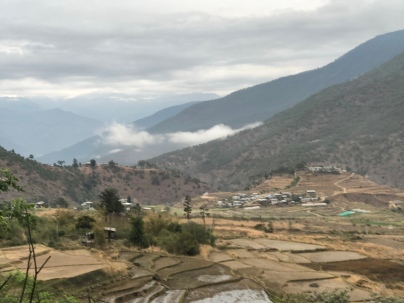 Rice fields in Punakha Valley