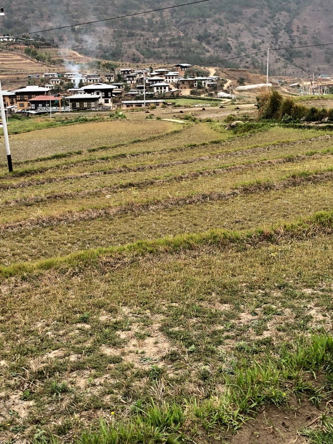 Rice fields in Punakha Valley